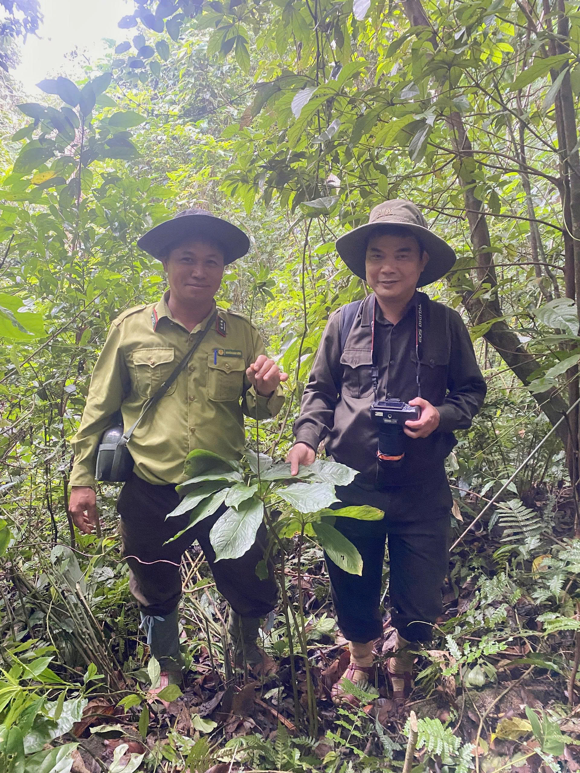 Cận cảnh loài dược liệu quý ẩn mình dưới tán rừng Quảng Trị- Ảnh 5.