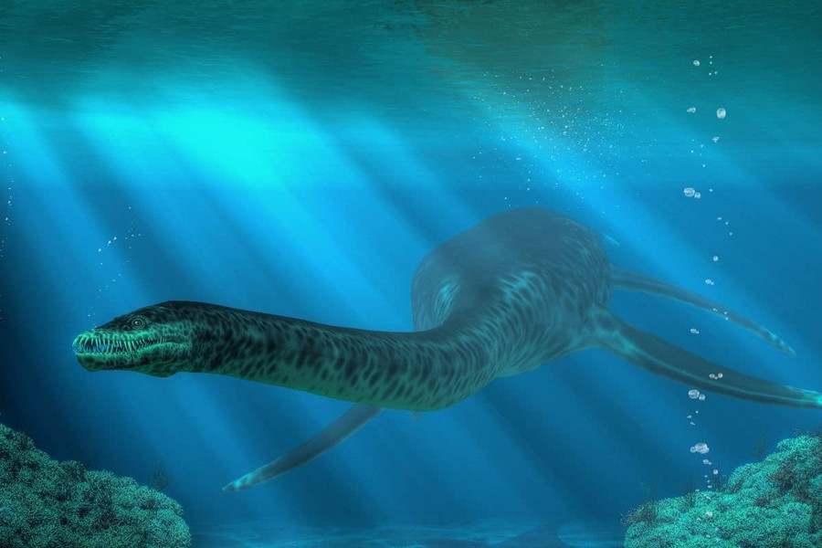 Phát hiện quái vật biển 183 triệu năm tuổi Plesionectes longicollum từ hóa thạch tại Đức - Ảnh 1.