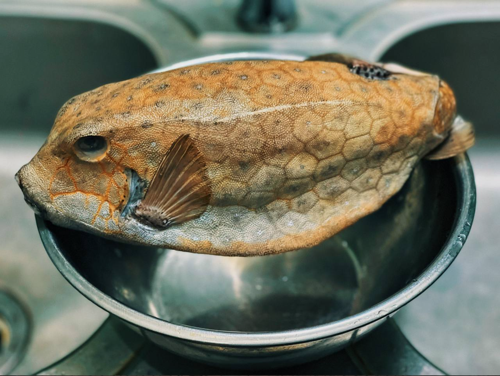 Cá bò hòm - món hải sản ngon như thịt gà, giá tiền triệu vẫn cháy hàng - Ảnh 2. Cá bò hòm - món hải sản ngon như thịt gà, giá tiền triệu vẫn cháy hàng - Ảnh 2.