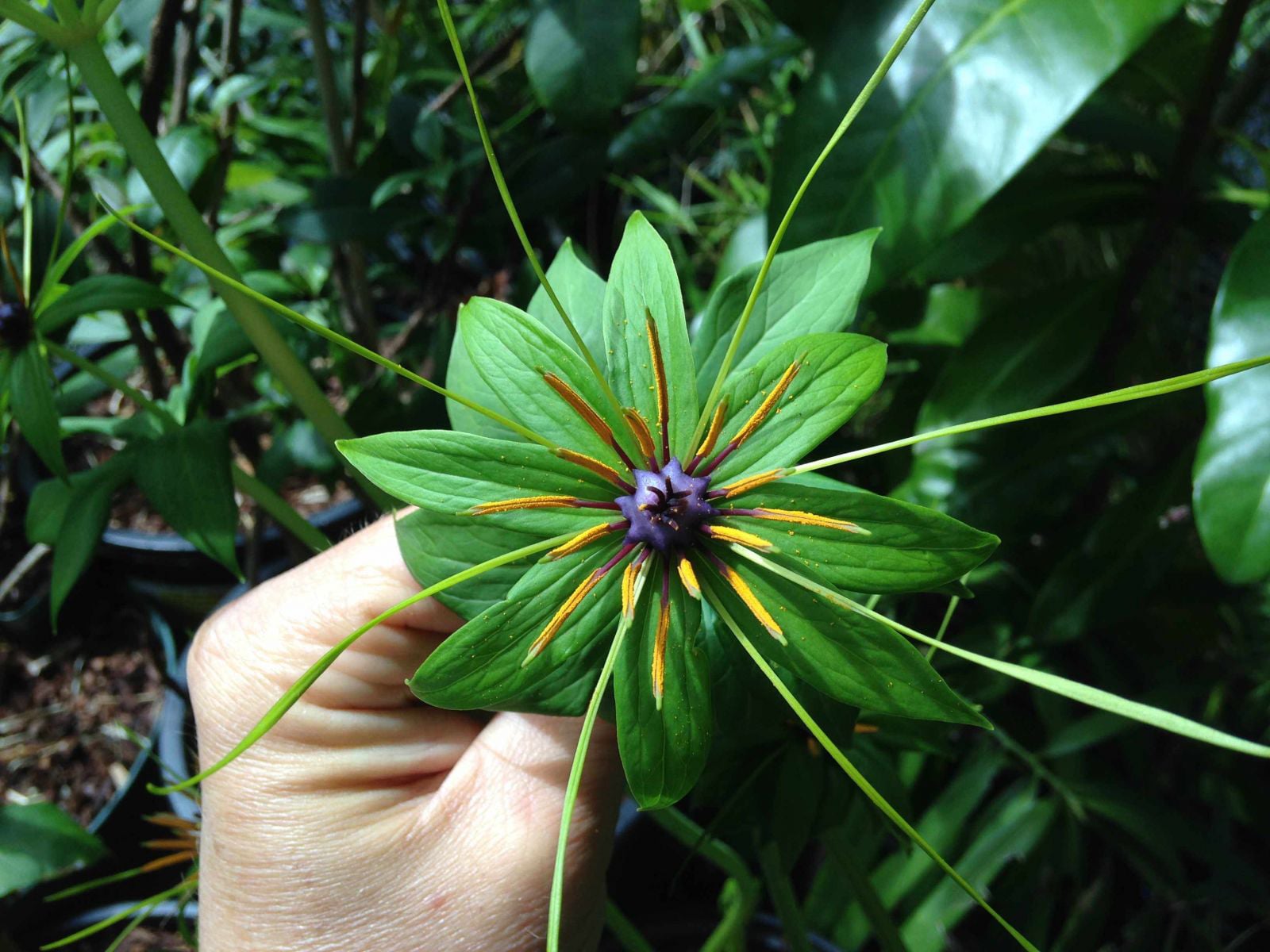 Hai “kho báu sống” dưới đáy biển Việt Nam lần đầu được phát hiện: Giới khoa học lập tức lên tiếng bảo vệ - Ảnh 2.