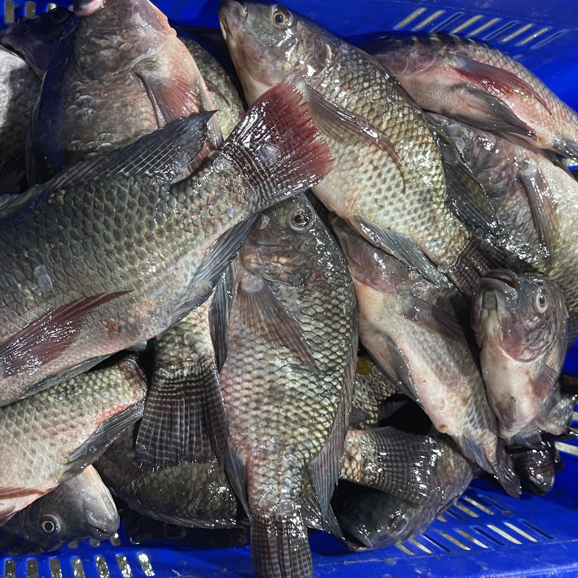 Đi chợ thấy loại cá này phải mua ngay: Nhiều protein hơn hẳn cá hồi nhưng giá chỉ bằng 1/10- Ảnh 1. Đi chợ thấy loại cá này phải mua ngay: Nhiều protein hơn hẳn cá hồi nhưng giá chỉ bằng 1/10- Ảnh 1.