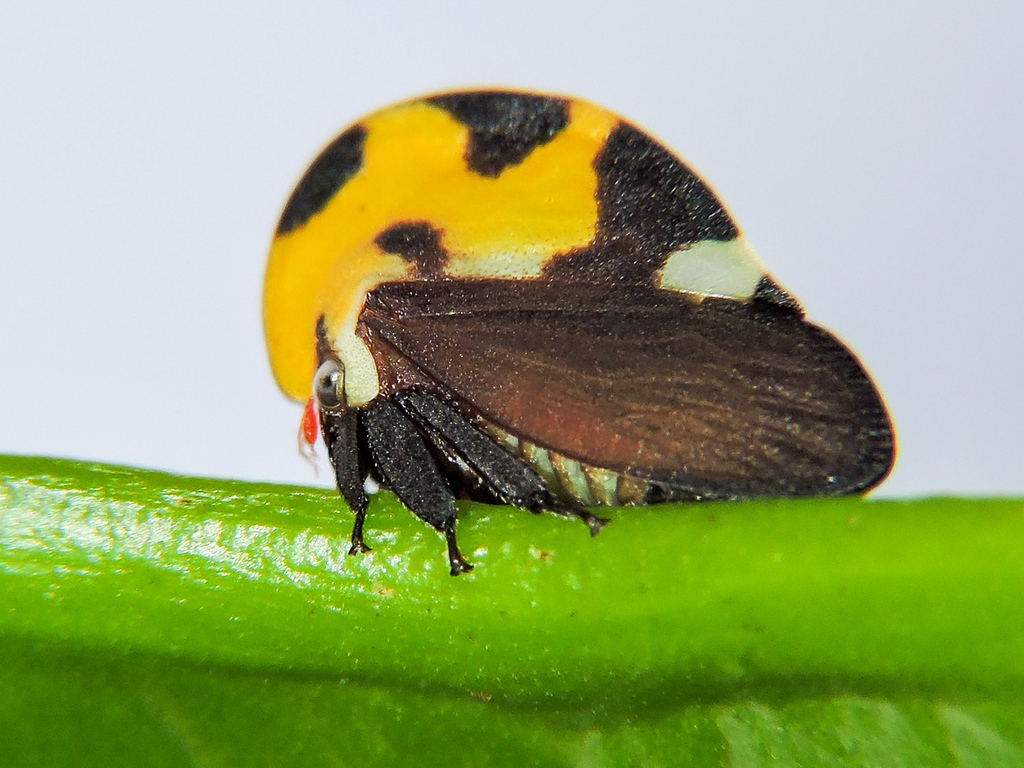 Ve sầu sừng: Giải m&atilde; nguồn gốc kỳ dị của một trong những sinh vật lạ nhất h&agrave;nh tinh!- Ảnh 2.