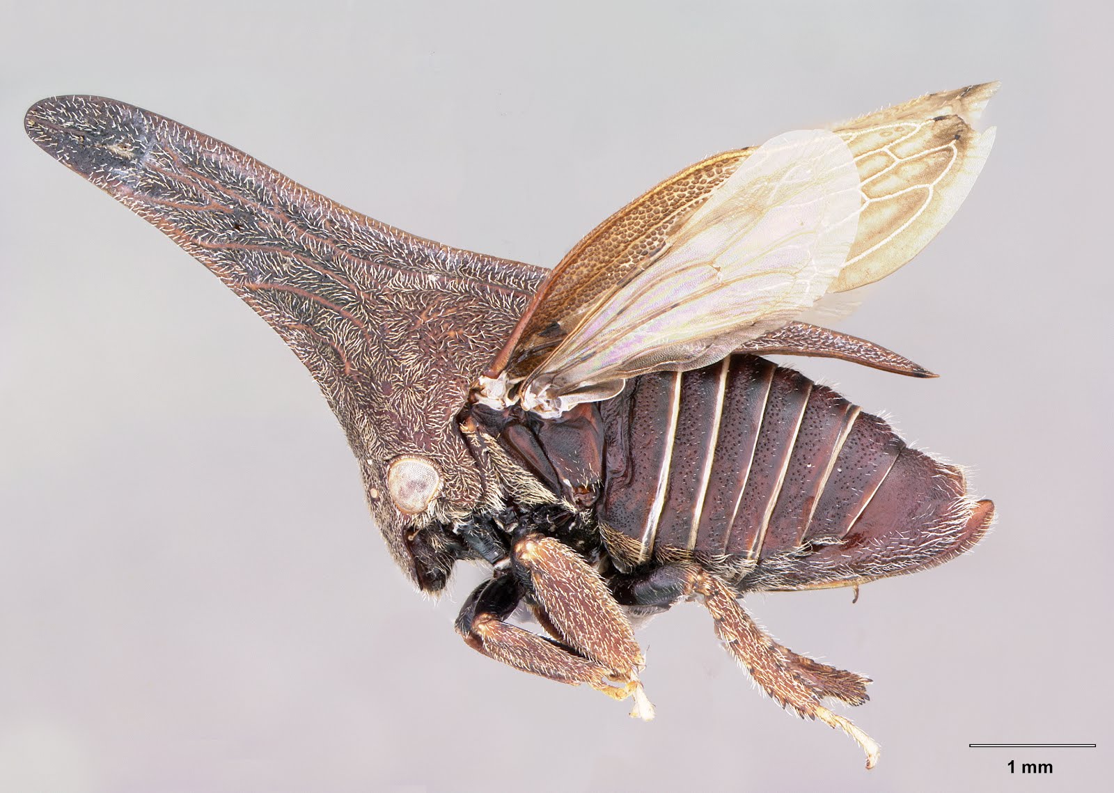 Ve sầu sừng: Giải m&atilde; nguồn gốc kỳ dị của một trong những sinh vật lạ nhất h&agrave;nh tinh!- Ảnh 4.