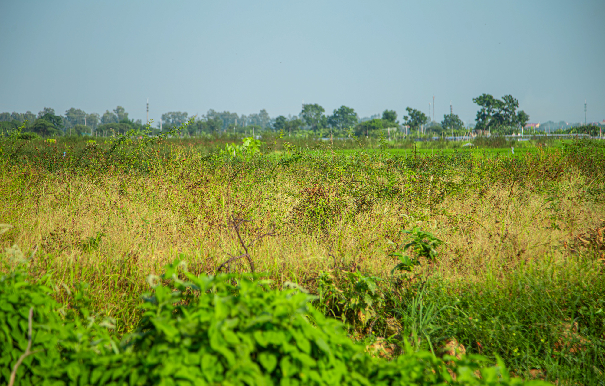 Toàn cảnh khu đất rộng hơn 200 ha tại Mê Linh được Sun Group đầu tư gần 15.000 tỷ làm khu đô thị cao cấp ở Hà Nội- Ảnh 7. Toàn cảnh khu đất rộng hơn 200 ha tại Mê Linh được Sun Group đầu tư gần 15.000 tỷ làm khu đô thị cao cấp ở Hà Nội- Ảnh 7.