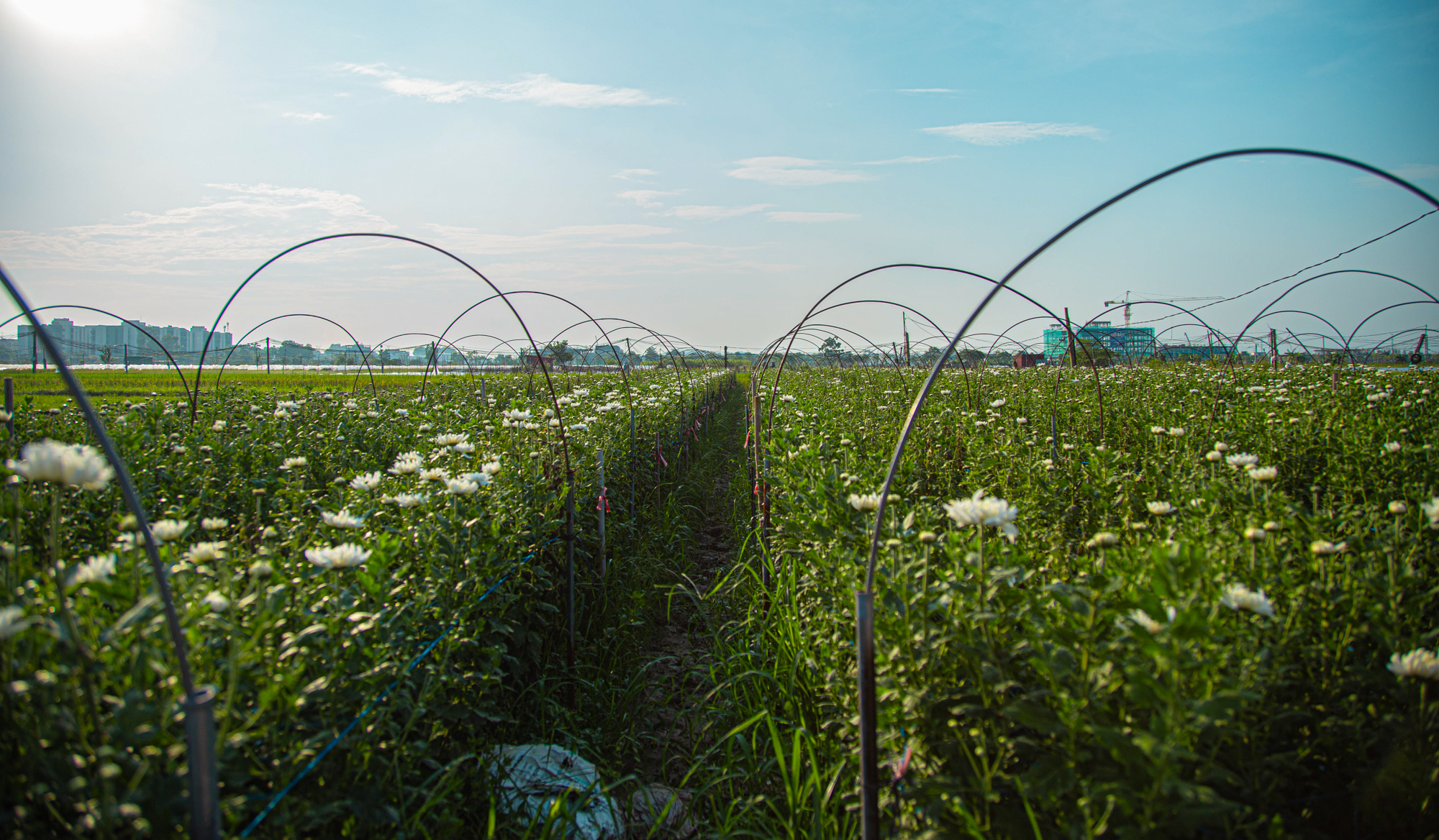 Toàn cảnh khu đất rộng hơn 200 ha tại Mê Linh được Sun Group đầu tư gần 15.000 tỷ làm khu đô thị cao cấp ở Hà Nội- Ảnh 8. Toàn cảnh khu đất rộng hơn 200 ha tại Mê Linh được Sun Group đầu tư gần 15.000 tỷ làm khu đô thị cao cấp ở Hà Nội- Ảnh 8.