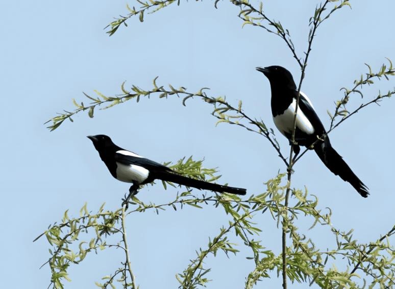 Treo tranh phong thủy trong nhà: Hướng Đông và Tây cần lưu ý gì? - Ảnh 3. Treo tranh phong thủy trong nhà: Hướng Đông và Tây cần lưu ý gì? - Ảnh 3.