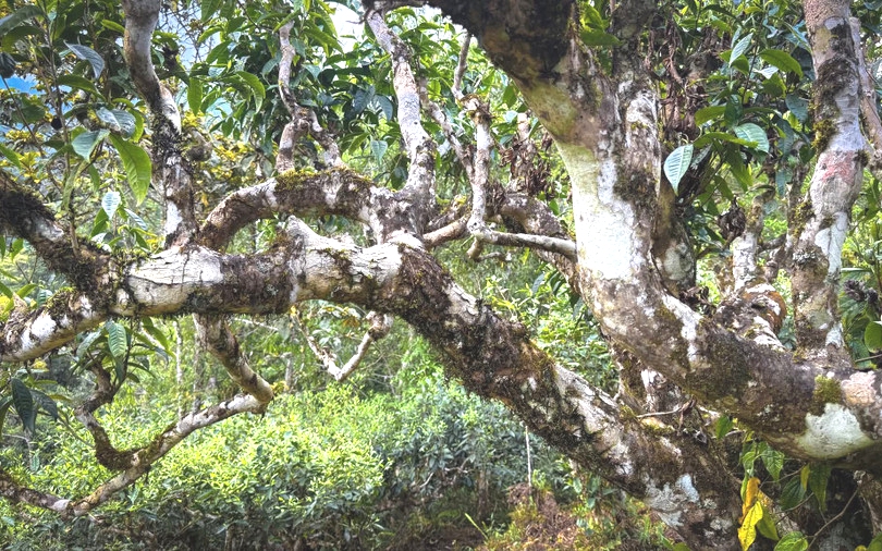 Bức tranh nông thôn mới ở Tây Ninh: Vững nền tảng, bền tương lai - Ảnh 7.