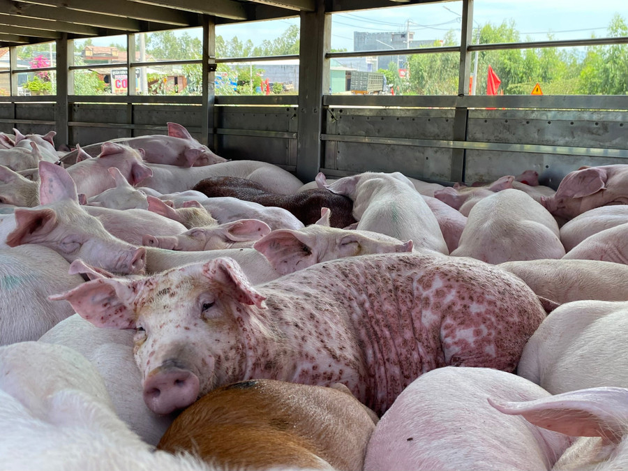 Ngăn chặn kịp thời heo mắc dịch tả heo ch&acirc;u Phi tại gia Lai - Ảnh 1.