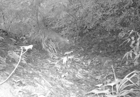 Loài vật quý hiếm ngỡ đã tuyệt chủng bất ngờ trở lại sau gần 100 năm tại Việt Nam - Ảnh 2.