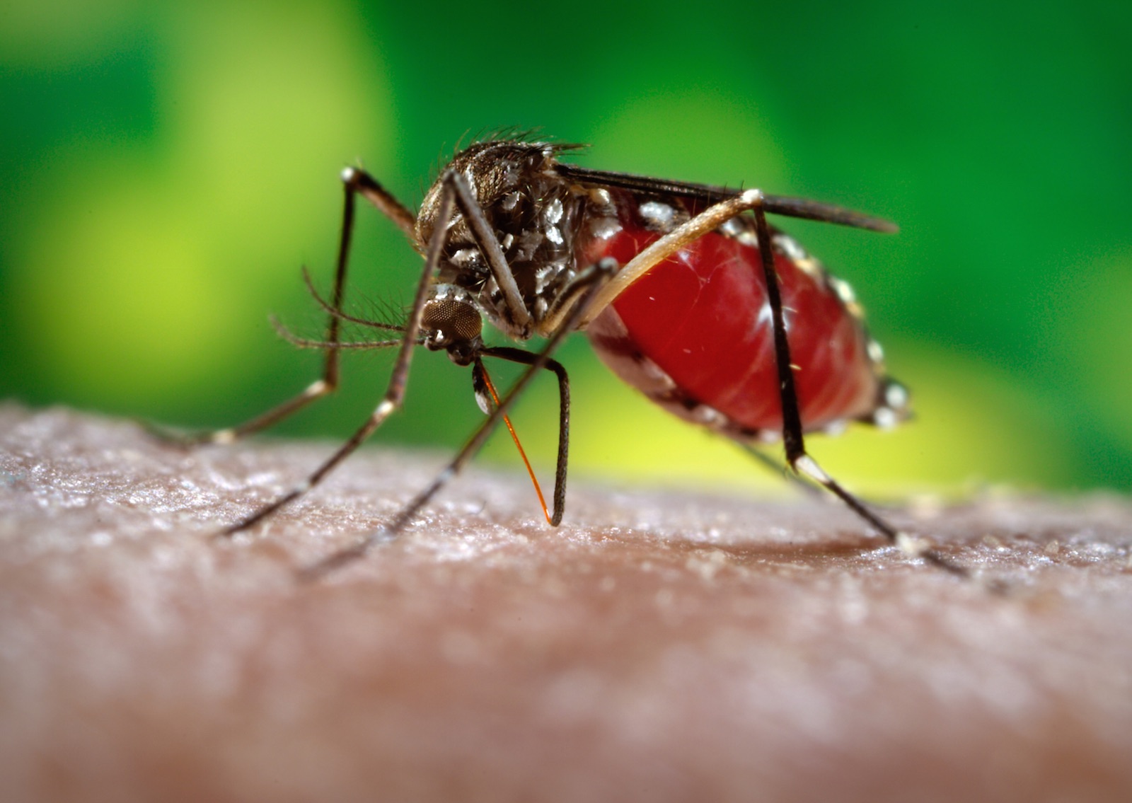 Muỗi truyền bệnh chikungunya lan rộng, Việt Nam có nguy cơ?- Ảnh 1. Muỗi truyền bệnh chikungunya lan rộng, Việt Nam có nguy cơ?- Ảnh 1.
