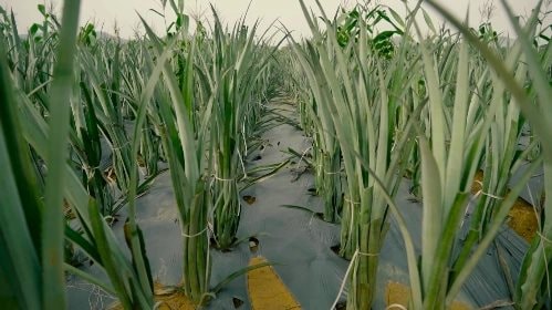 Nga, Mỹ đua nhau nhập khẩu “hoa hậu trái cây” của Việt Nam: Đây là loại quả nước ta xuất đi hơn 100 nước