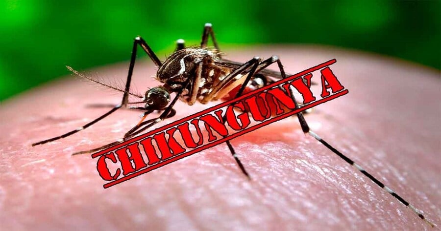 Virus Chikungunya "phá hủy nội tạng" bùng phát khiến WHO phát đi kêu gọi hành động khẩn cấp nguy hiểm thế nào? - Ảnh 2.
