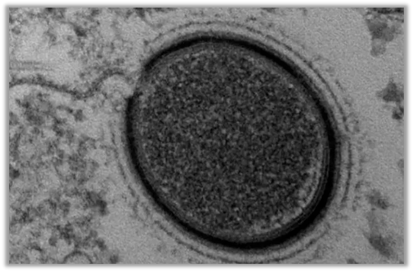 Một sinh vật cổ đại 46.000 năm tuổi vừa hồi sinh- Ảnh 2.