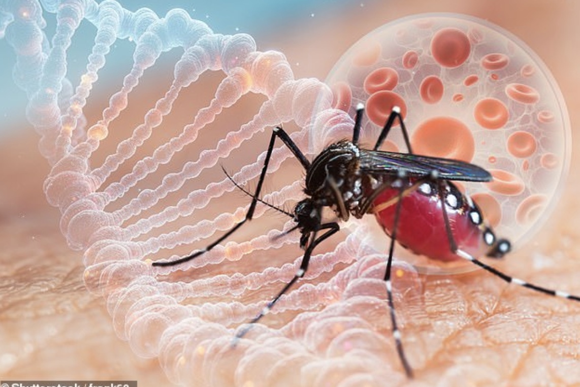 Virus Chikungunya "phá hủy nội tạng" bùng phát khiến WHO phát đi kêu gọi hành động khẩn cấp nguy hiểm thế nào? - Ảnh 4.