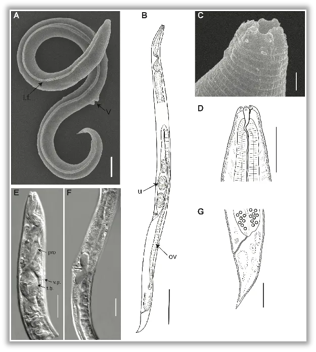 Một sinh vật cổ đại 46.000 năm tuổi vừa hồi sinh- Ảnh 1.