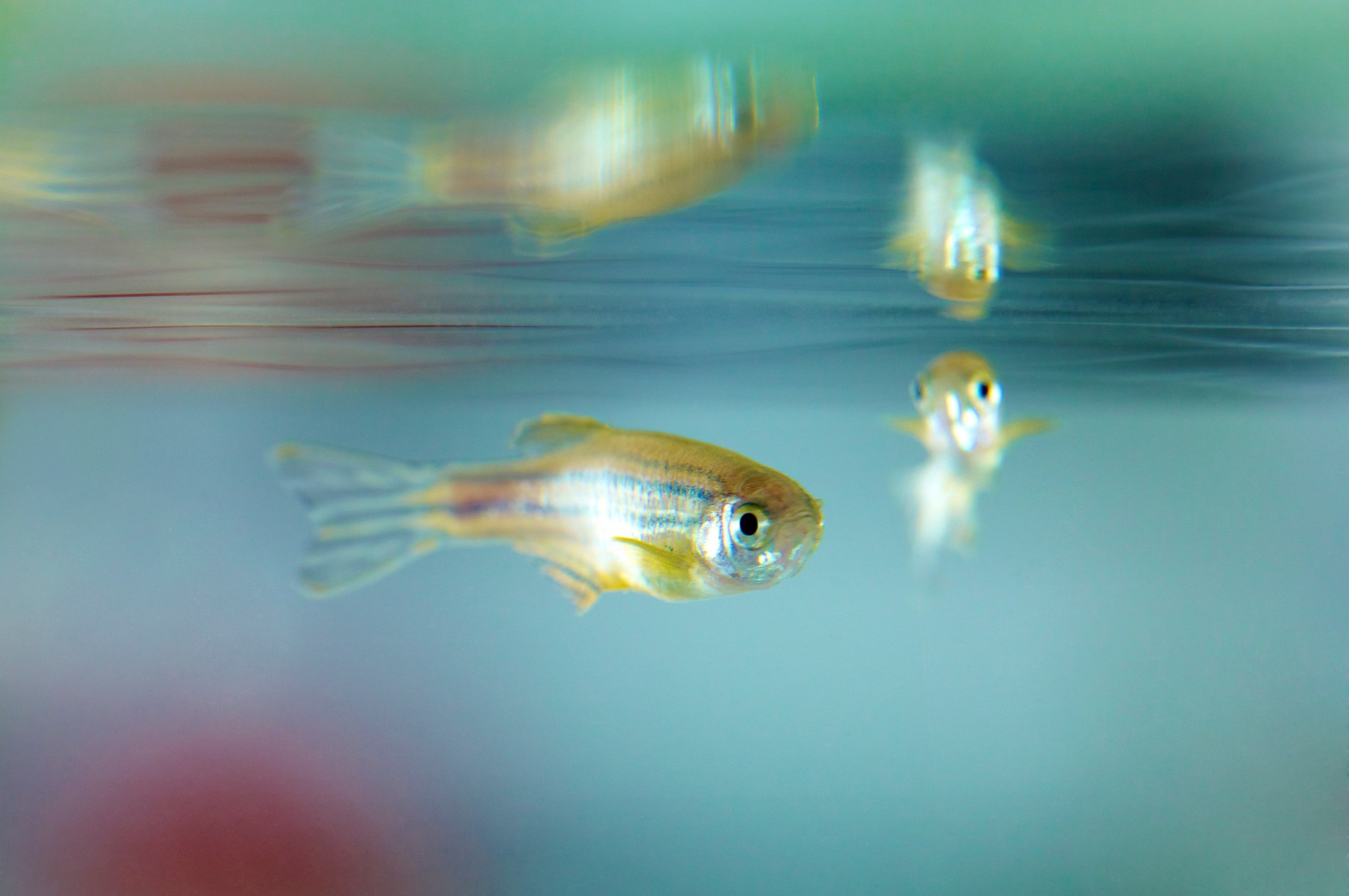 Lo&agrave;i c&aacute; "bất tử" độc đ&aacute;o bậc nhất thế giới, c&oacute; khả năng tự t&aacute;i tạo to&agrave;n bộ cơ thể - Ảnh 1.