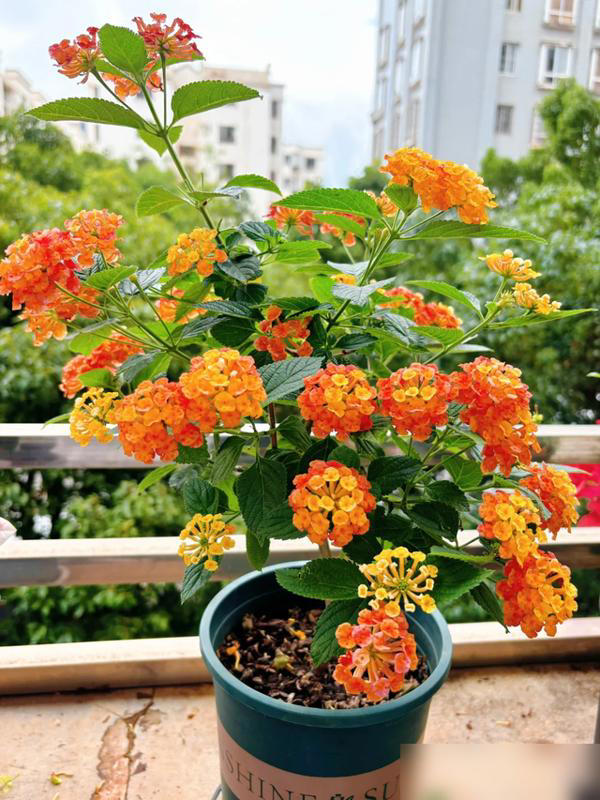 4 cây cảnh "tán tài lộc" nuôi càng lâu càng hao tiền của, nhiều người không biết vẫn vô tư trồng trong nhà- Ảnh 2. 4 cây cảnh "tán tài lộc" nuôi càng lâu càng hao tiền của, nhiều người không biết vẫn vô tư trồng trong nhà- Ảnh 2.