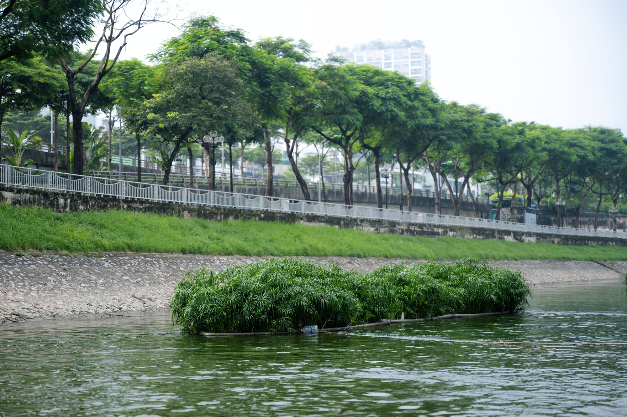 Cảnh tượng hiếm thấy: Sông Tô Lịch hóa xanh, cá bơi tung tăng giữa lòng Hà Nội- Ảnh 4. Cảnh tượng hiếm thấy: Sông Tô Lịch hóa xanh, cá bơi tung tăng giữa lòng Hà Nội- Ảnh 4.