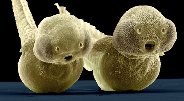 Lo&agrave;i c&aacute; "bất tử" độc đ&aacute;o bậc nhất thế giới, c&oacute; khả năng tự t&aacute;i tạo to&agrave;n bộ cơ thể - Ảnh 2.