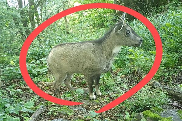 Loài động vật quý hiếm chưa từng thấy trước nay vừa xuất hiện, cả thành phố phải thay đổi kế hoạch- Ảnh 2.