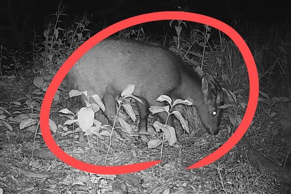 Loài động vật quý hiếm chưa từng thấy trước nay vừa xuất hiện, cả thành phố phải thay đổi kế hoạch- Ảnh 1.