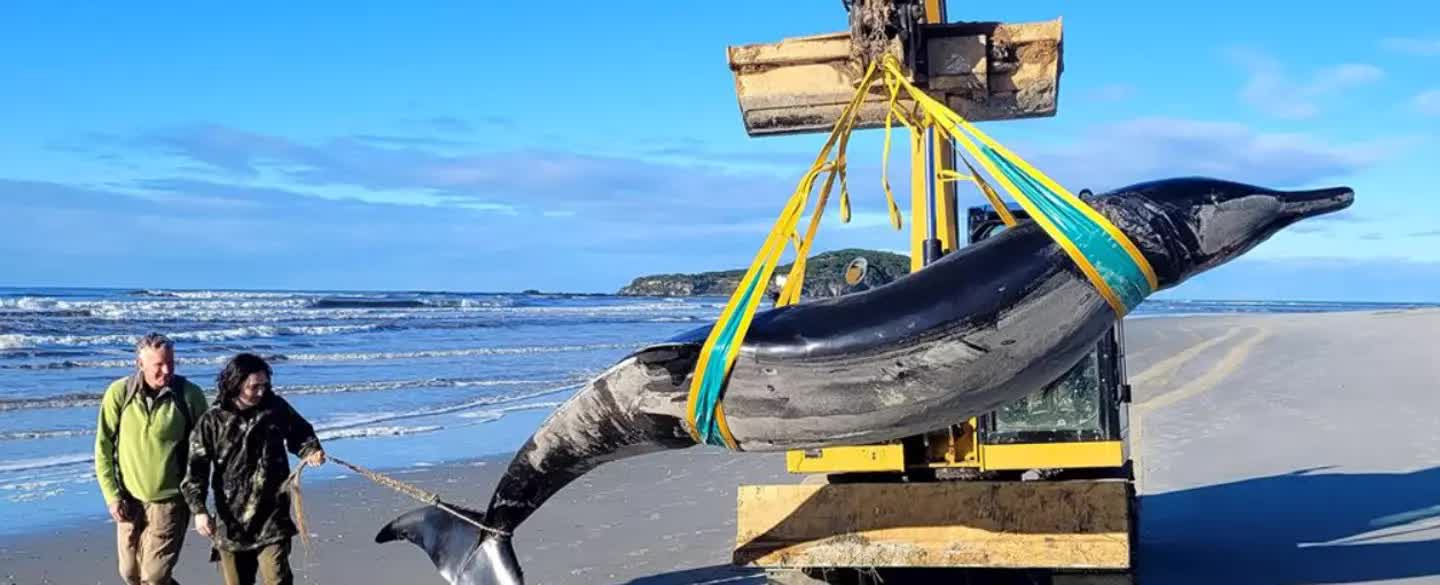 Mổ bụng loài cá voi hiếm nhất thế giới chưa từng được nhìn thấy khi còn sống, phát hiện sự thật sốc- Ảnh 1.