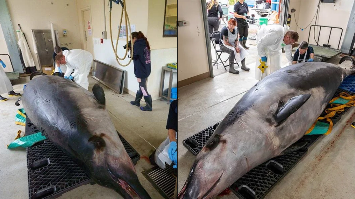 Mổ bụng loài cá voi hiếm nhất thế giới chưa từng được nhìn thấy khi còn sống, phát hiện sự thật sốc- Ảnh 2.