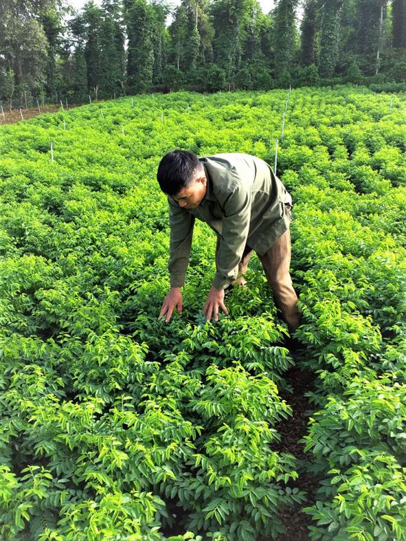 Loại rau được ví như "thần dược của sản phụ", rẻ hơn rau lang, rau cải: Ở Việt Nam chỉ nấu canh là quá phí - Ảnh 3.