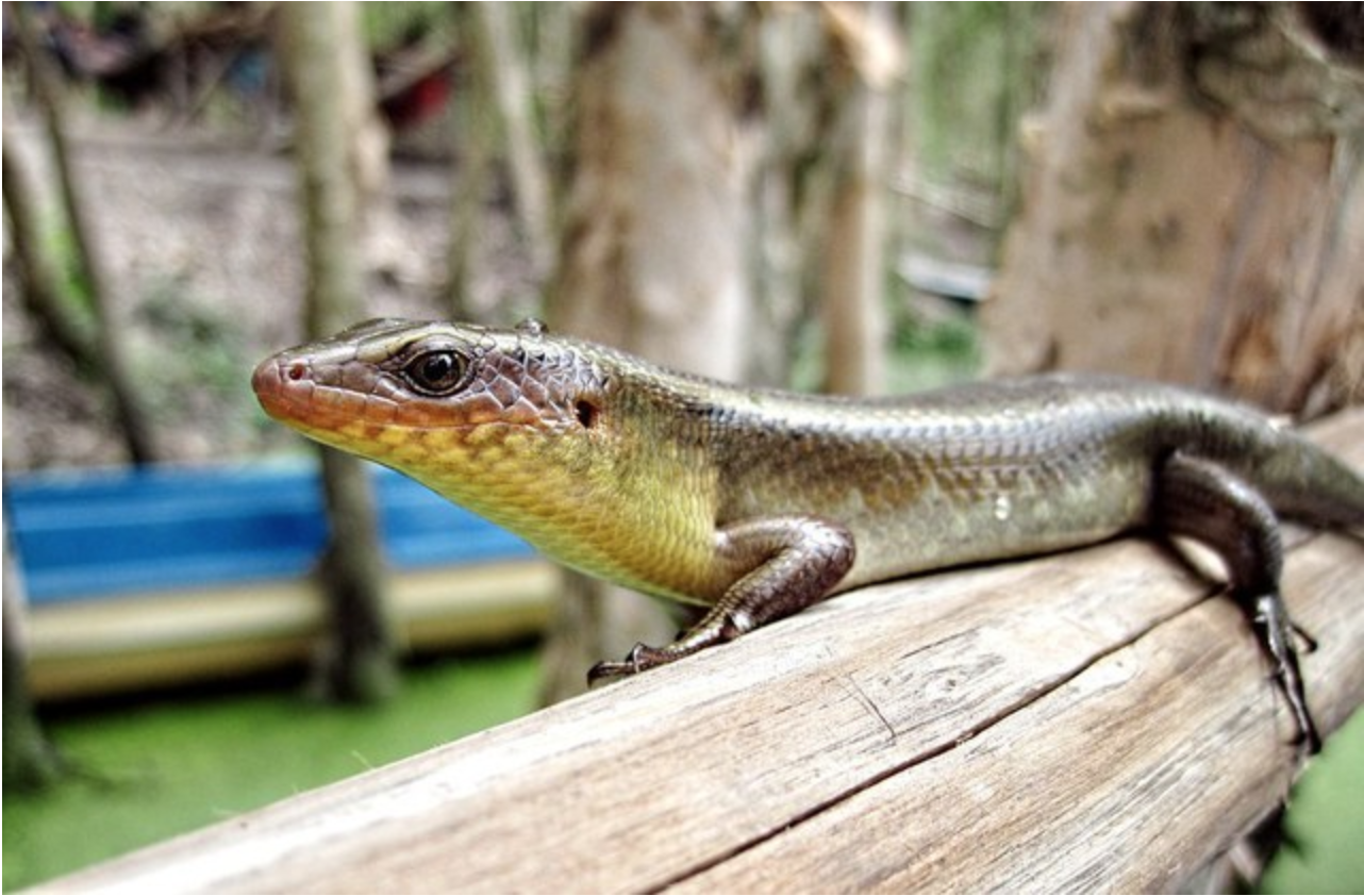 Đặc sản "rắn 4 ch&acirc;n" ở miền T&acirc;y: Từng bị xem l&agrave; kinh dị, nay th&agrave;nh m&oacute;n được săn l&ugrave;ng - Ảnh 1.