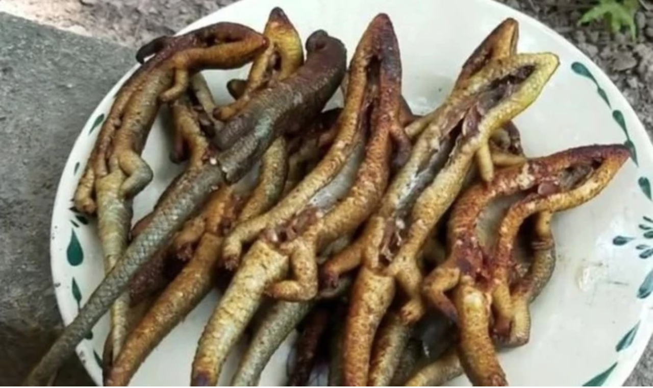 Đặc sản "rắn 4 ch&acirc;n" ở miền T&acirc;y: Từng bị xem l&agrave; kinh dị, nay th&agrave;nh m&oacute;n được săn l&ugrave;ng - Ảnh 3.