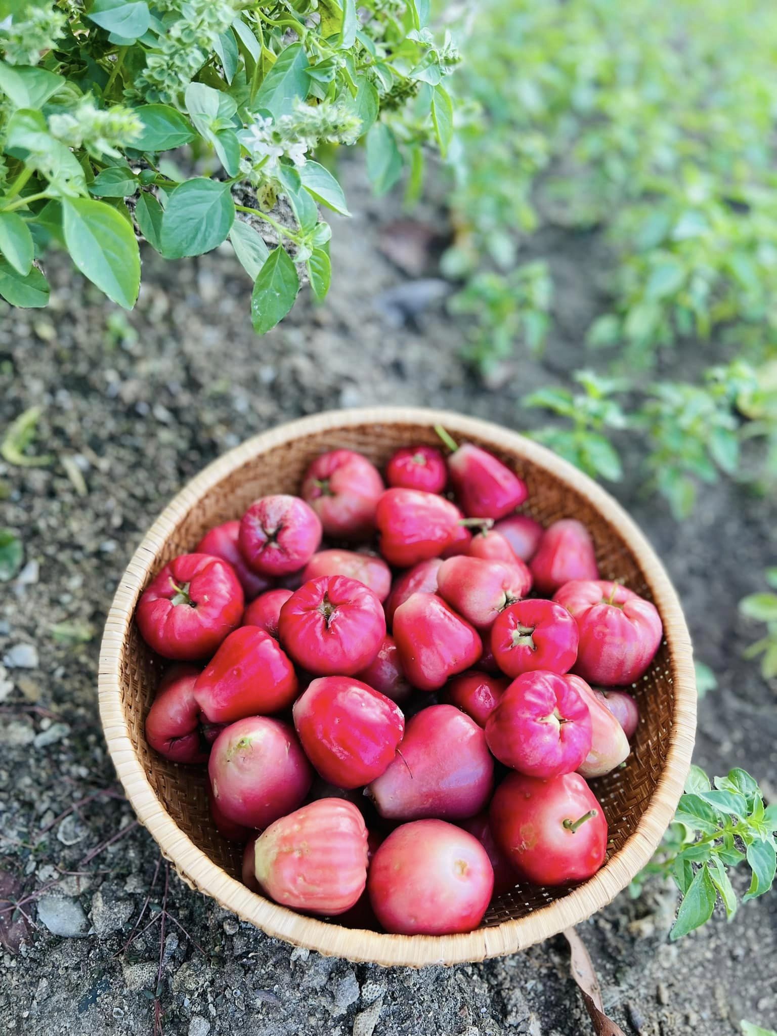 Từng mơ có "gác tía lầu son" rồi đột ngột chuyển hướng về quê mua nhà: Cuộc sống của mẹ 9x sau gần 3 năm thay đổi đến không ngờ- Ảnh 13. Từng mơ có "gác tía lầu son" rồi đột ngột chuyển hướng về quê mua nhà: Cuộc sống của mẹ 9x sau gần 3 năm thay đổi đến không ngờ- Ảnh 13.