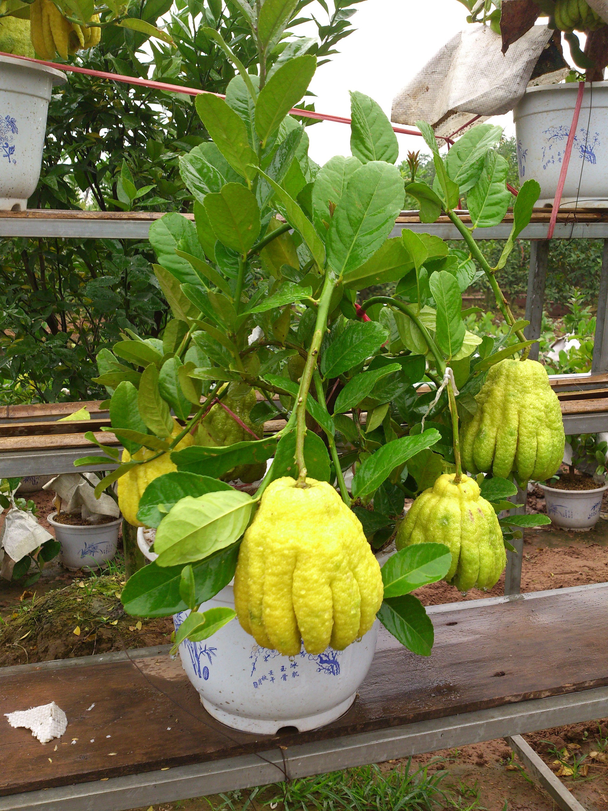 Ban công trồng 3 cây phong thủy mang lại tài lộc và phúc đức bền vững - Ảnh 1. Ban công trồng 3 cây phong thủy mang lại tài lộc và phúc đức bền vững - Ảnh 1.