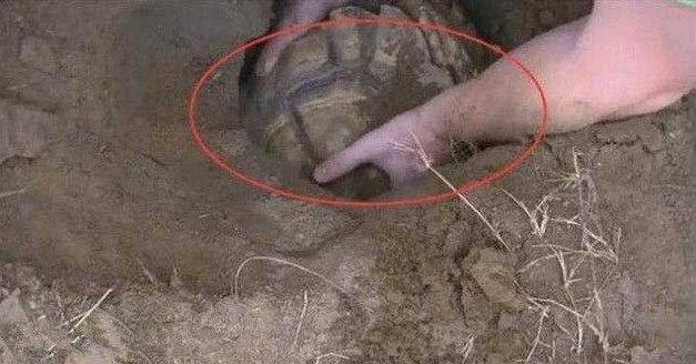 Thấy chó sủa dữ dội về phía cái hố ở sân sau, người đàn ông liều mình đào bới và nhận cái kết không ngờ - Ảnh 1.