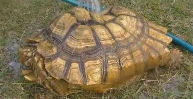 Thấy chó sủa dữ dội về phía cái hố ở sân sau, người đàn ông liều mình đào bới và nhận cái kết không ngờ - Ảnh 3.