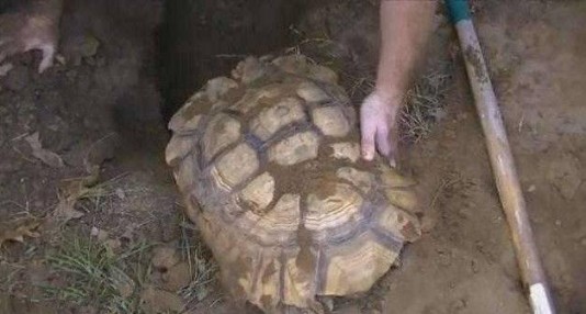 Thấy chó sủa dữ dội về phía cái hố ở sân sau, người đàn ông liều mình đào bới và nhận cái kết không ngờ - Ảnh 2.