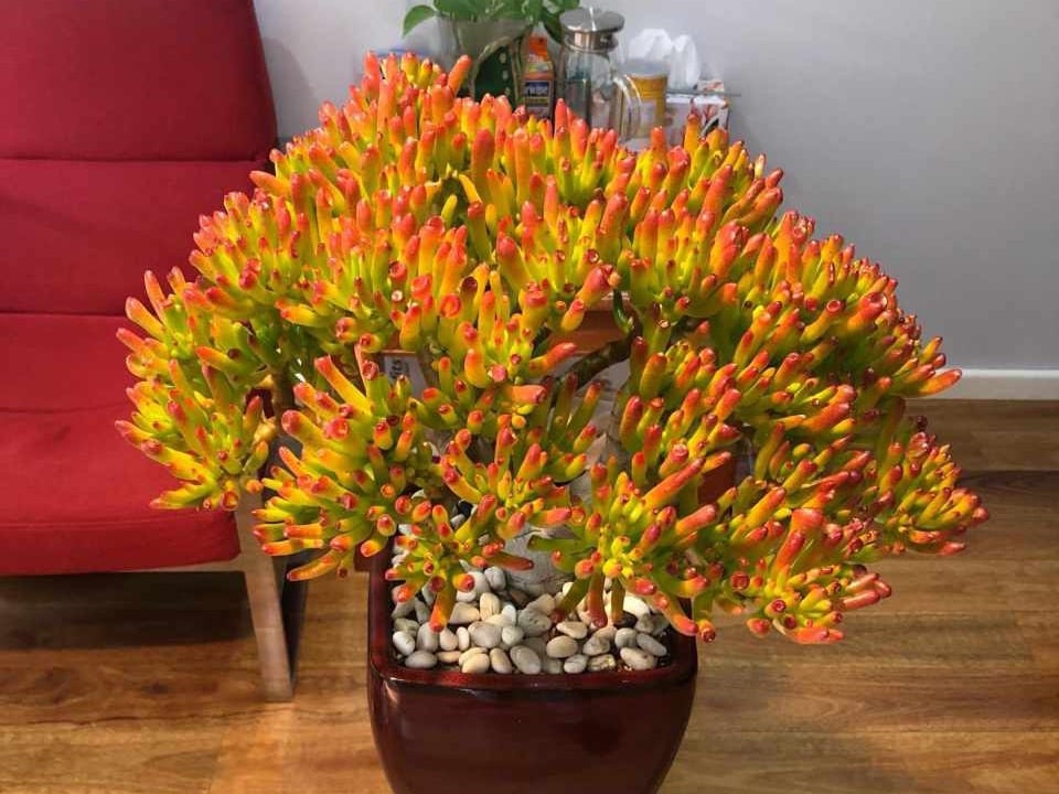 Ban công trồng 3 cây phong thủy mang lại tài lộc và phúc đức bền vững - Ảnh 2. Ban công trồng 3 cây phong thủy mang lại tài lộc và phúc đức bền vững - Ảnh 2.