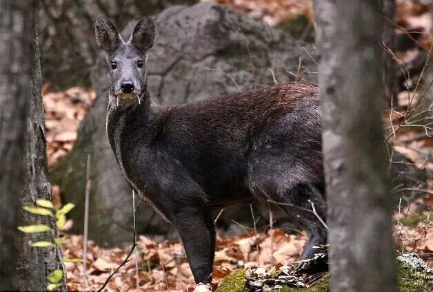 Thấy "thủy quái" bơi vùn vụt qua sông, chuyên gia nói: Đây là loài vật quý tới mức được quốc gia bảo vệ - Ảnh 3. Thấy "thủy quái" bơi vùn vụt qua sông, chuyên gia nói: Đây là loài vật quý tới mức được quốc gia bảo vệ - Ảnh 3.