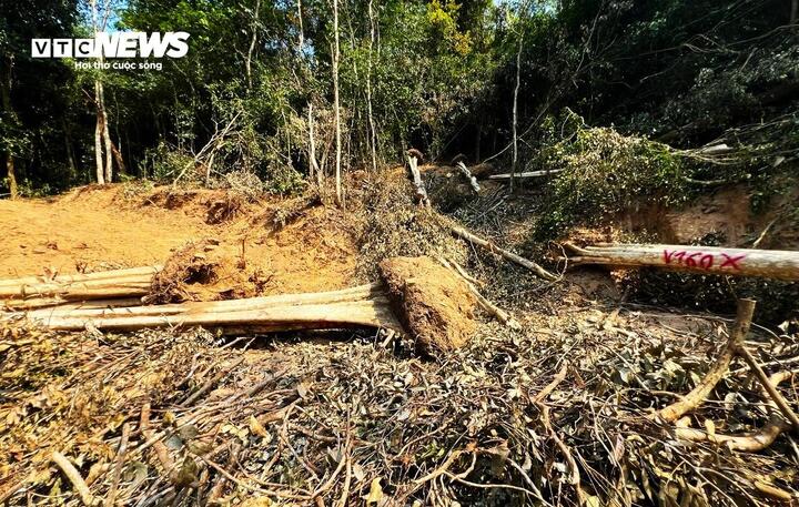 Đình chỉ sinh hoạt đảng Chi cục trưởng Kiểm lâm Gia Lai và nhiều cán bộ liên quan - Ảnh 2.