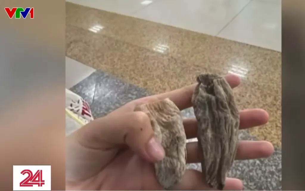 Cảnh báo lừa đảo bán củ thuốc qúy tại bệnh viện bệnh Nhiệt đới Trung ương - Ảnh 1. Cảnh báo lừa đảo bán củ thuốc qúy tại bệnh viện bệnh Nhiệt đới Trung ương - Ảnh 1.