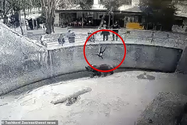 Mẹ ném con gái vào chuồng gấu và vụ việc đau lòng 4 năm sau - Ảnh 1.