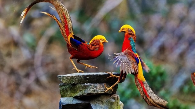 Thấy "phượng hoàng" ẩn nấp sau nhà dân, chuyên gia nói: Đây là loài vật quý tới mức được quốc gia bảo vệ - Ảnh 6. Thấy "phượng hoàng" ẩn nấp sau nhà dân, chuyên gia nói: Đây là loài vật quý tới mức được quốc gia bảo vệ - Ảnh 6.