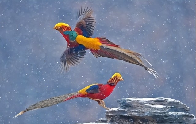 Thấy "phượng hoàng" ẩn nấp sau nhà dân, chuyên gia nói: Đây là loài vật quý tới mức được quốc gia bảo vệ - Ảnh 2. Thấy "phượng hoàng" ẩn nấp sau nhà dân, chuyên gia nói: Đây là loài vật quý tới mức được quốc gia bảo vệ - Ảnh 2.