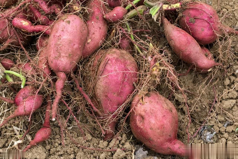 N&ecirc;n mua khoai lang củ thon d&agrave;i hay tr&ograve;n mập? Người s&agrave;nh ăn chỉ mua một loại- Ảnh 1.