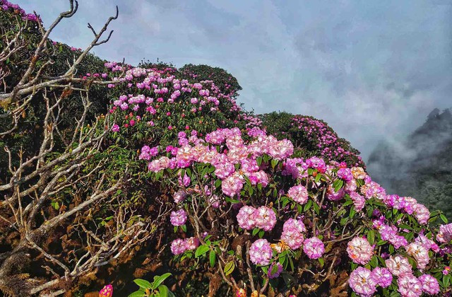 - Ảnh 1. - Ảnh 1.