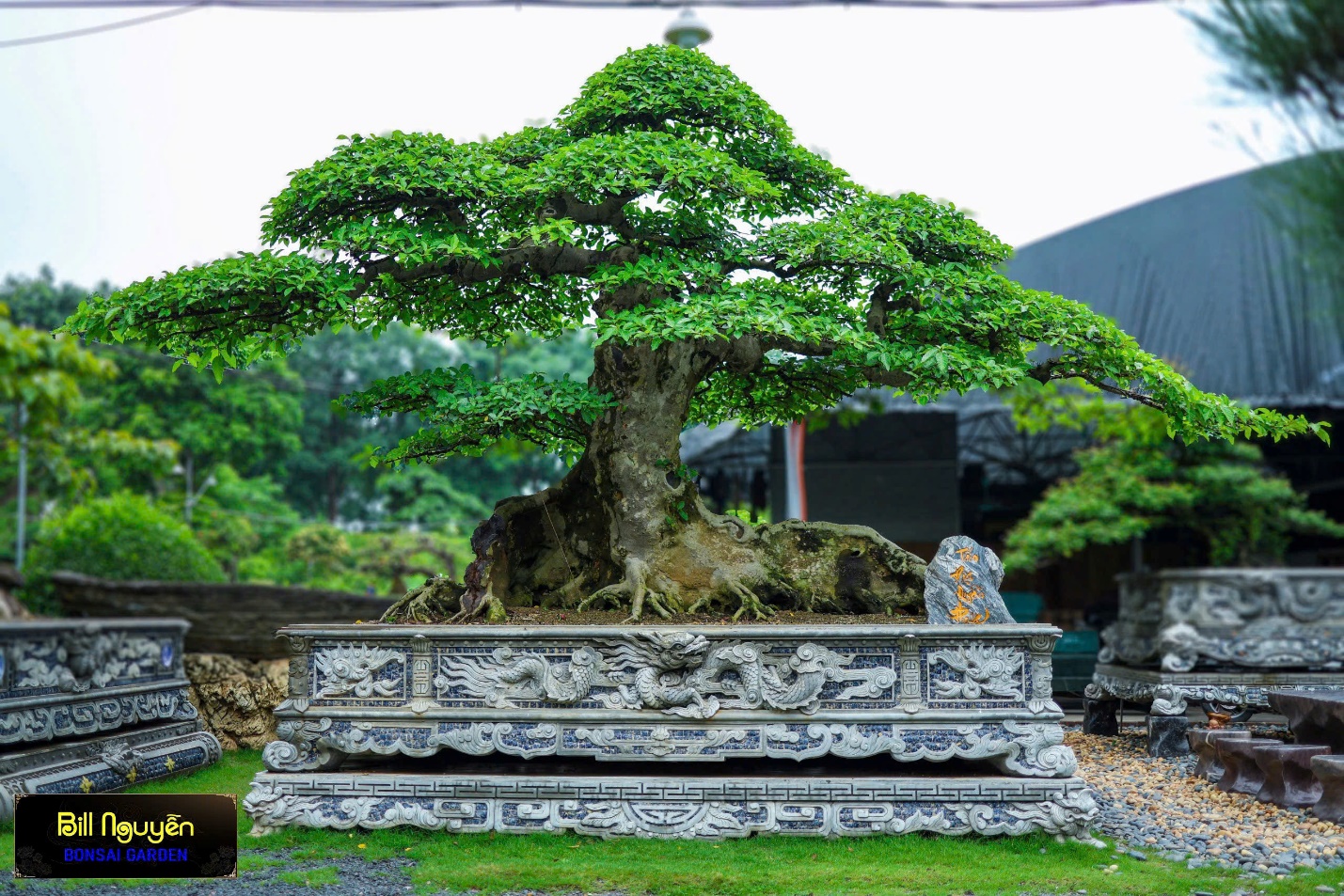 Bill Nguyễn Bonsai Garden: Từ Mạch Nguồn đến Chuyện Nghệ Nhân - Ảnh 2. Bill Nguyễn Bonsai Garden: Từ Mạch Nguồn đến Chuyện Nghệ Nhân - Ảnh 2.