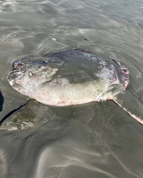Phát hiện "thủy quái" khổng lồ trôi dạt vào bờ, chuyên gia khẳng định: Loài này mới chỉ tìm thấy năm 2017 - Ảnh 4.