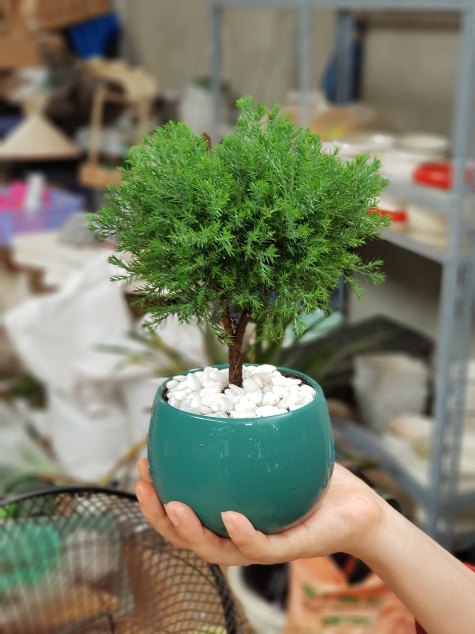 Ban công trồng 1 trong 5 cây này – 9/10 gia đình đều khỏe mạnh, tiền không hao hụt- Ảnh 3. Ban công trồng 1 trong 5 cây này – 9/10 gia đình đều khỏe mạnh, tiền không hao hụt- Ảnh 3.