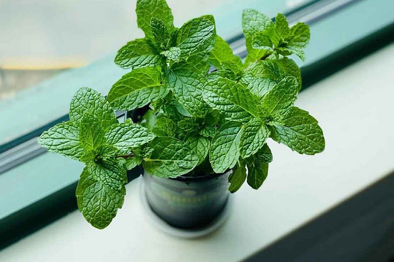 Ban công trồng 1 trong 5 cây này – 9/10 gia đình đều khỏe mạnh, tiền không hao hụt- Ảnh 2. Ban công trồng 1 trong 5 cây này – 9/10 gia đình đều khỏe mạnh, tiền không hao hụt- Ảnh 2.