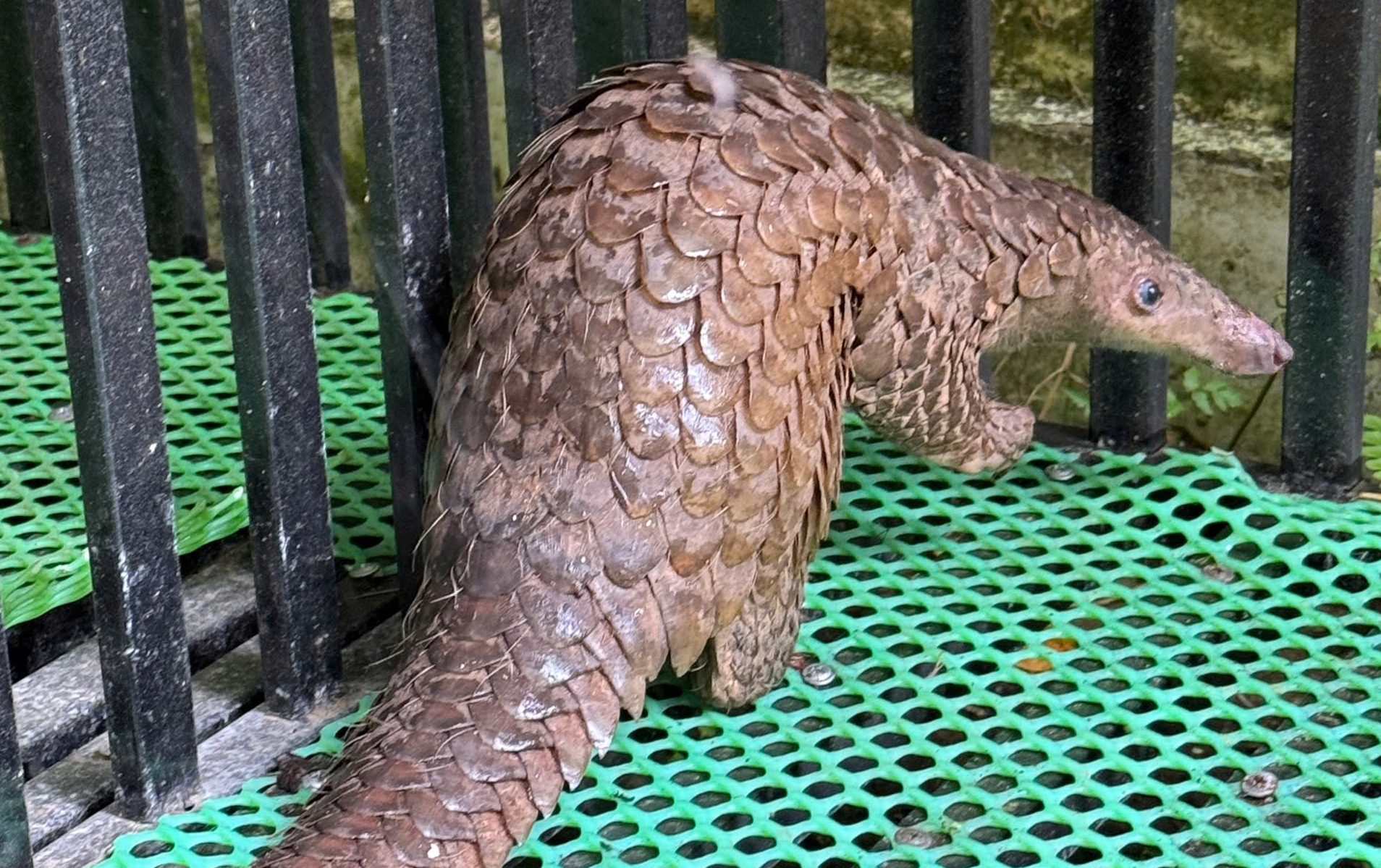 Đà Lạt phát hiện tê tê qúy hiếm bò vào nhà dân và được bàn giao cho kiểm lâm - Ảnh 1. Đà Lạt phát hiện tê tê qúy hiếm bò vào nhà dân và được bàn giao cho kiểm lâm - Ảnh 1.