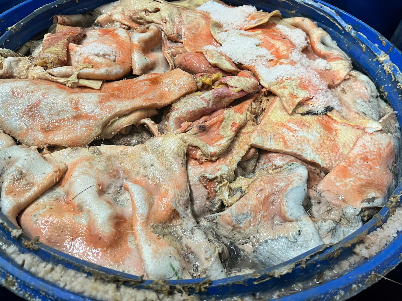 Cơ sở sản xuất lạp xưởng Gia Lai bị phát hiện sử dụng nguyên liệu thối rữa - Ảnh 2.